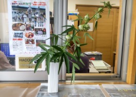 ローゼルハイビスカス