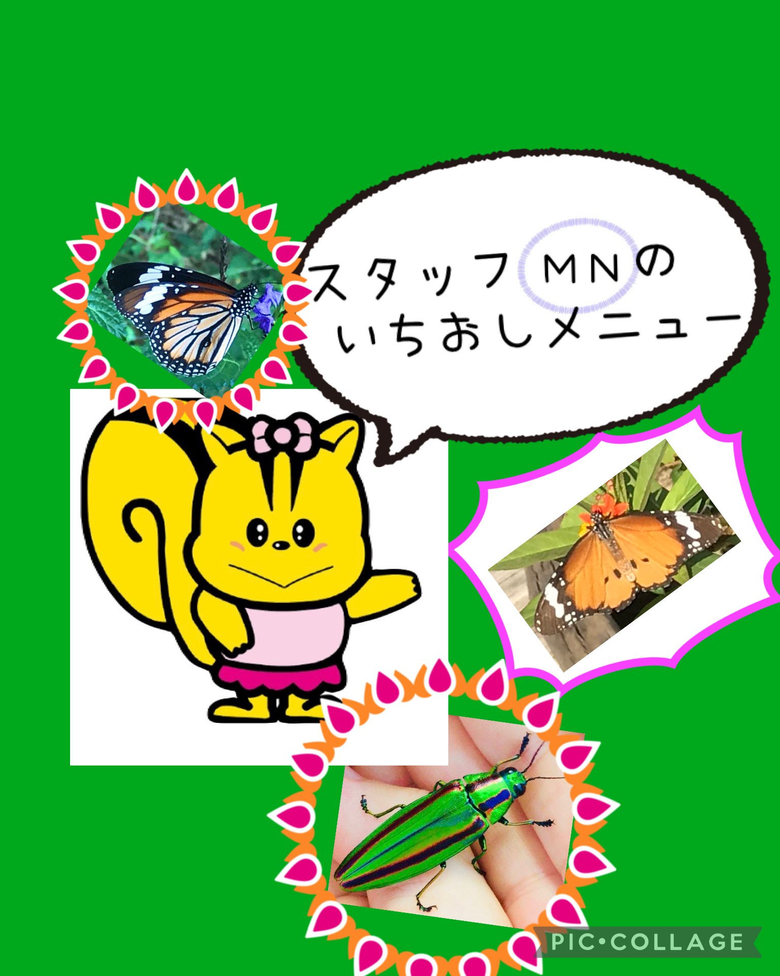スタッフ（ＭＮ）のいちおしメニュー、蝶々とヤマトタマムシの写真