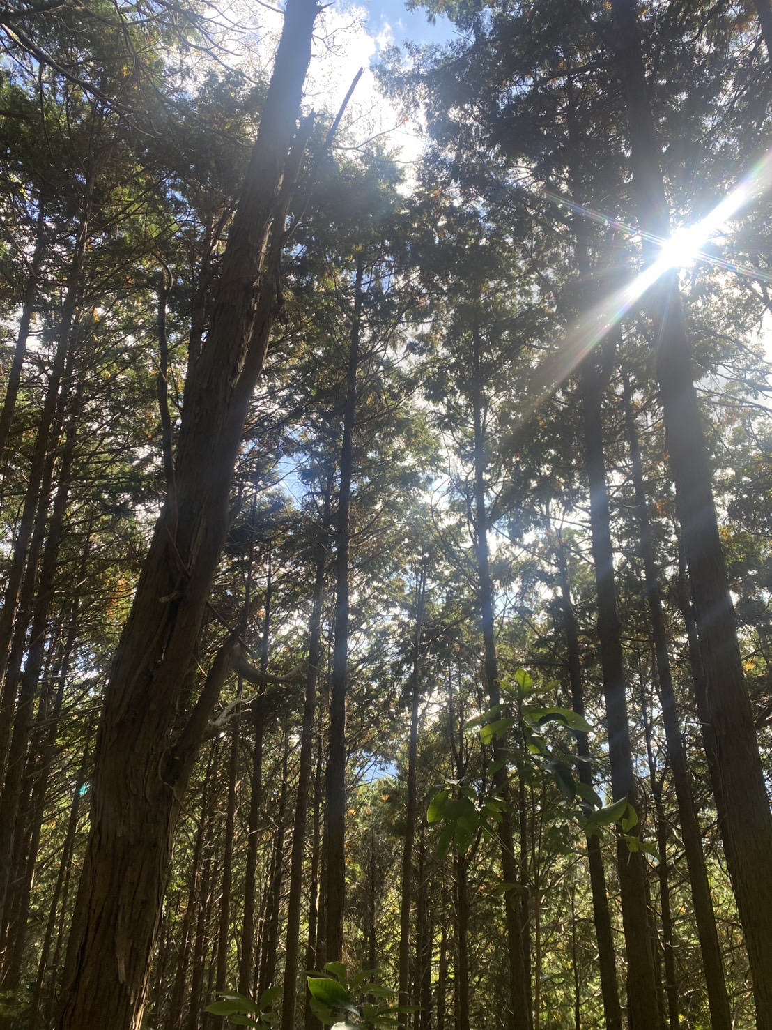 裏山の杉から木漏れ日がさしている