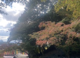 紅葉したもみじ