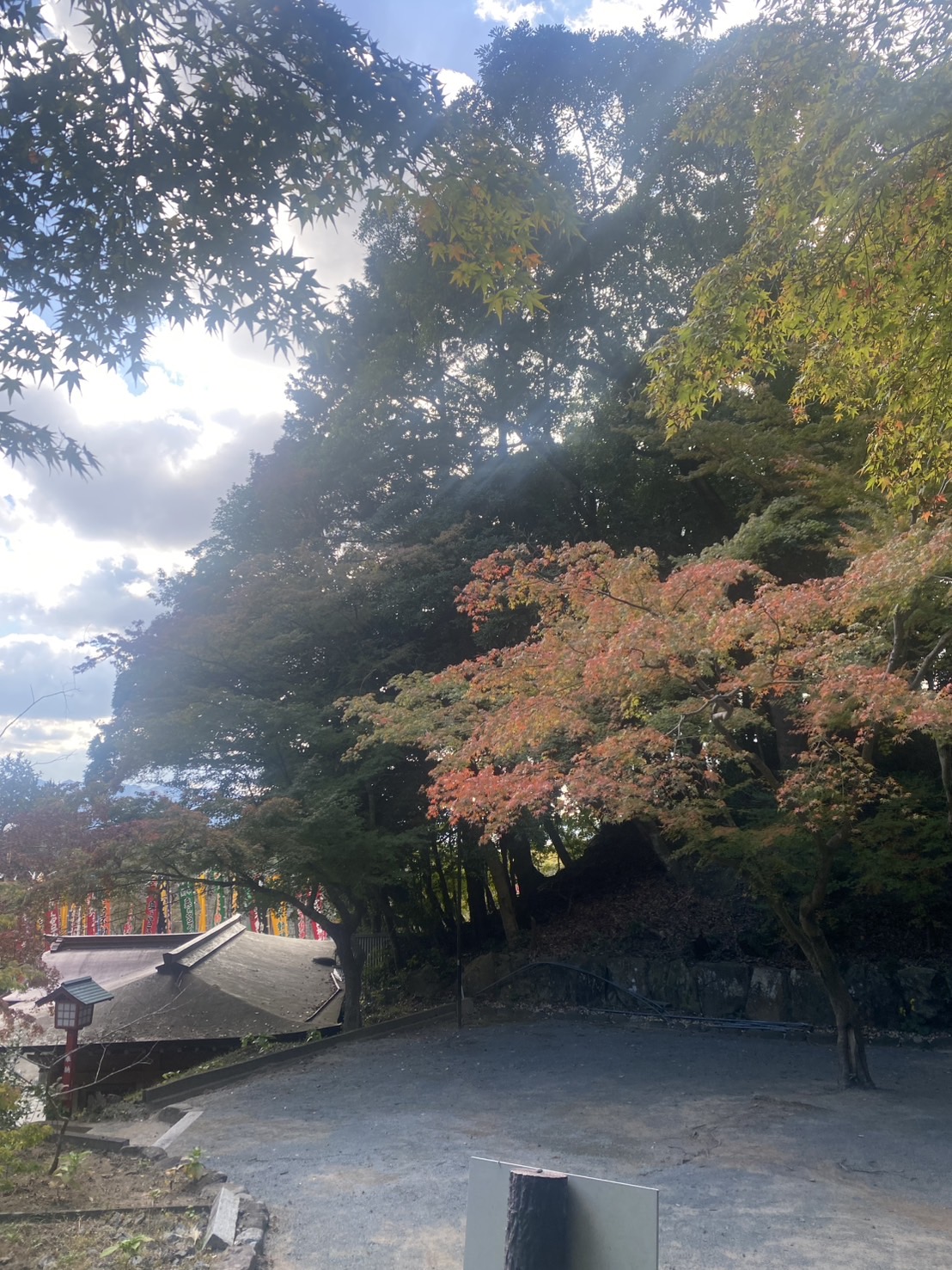 紅葉したもみじ