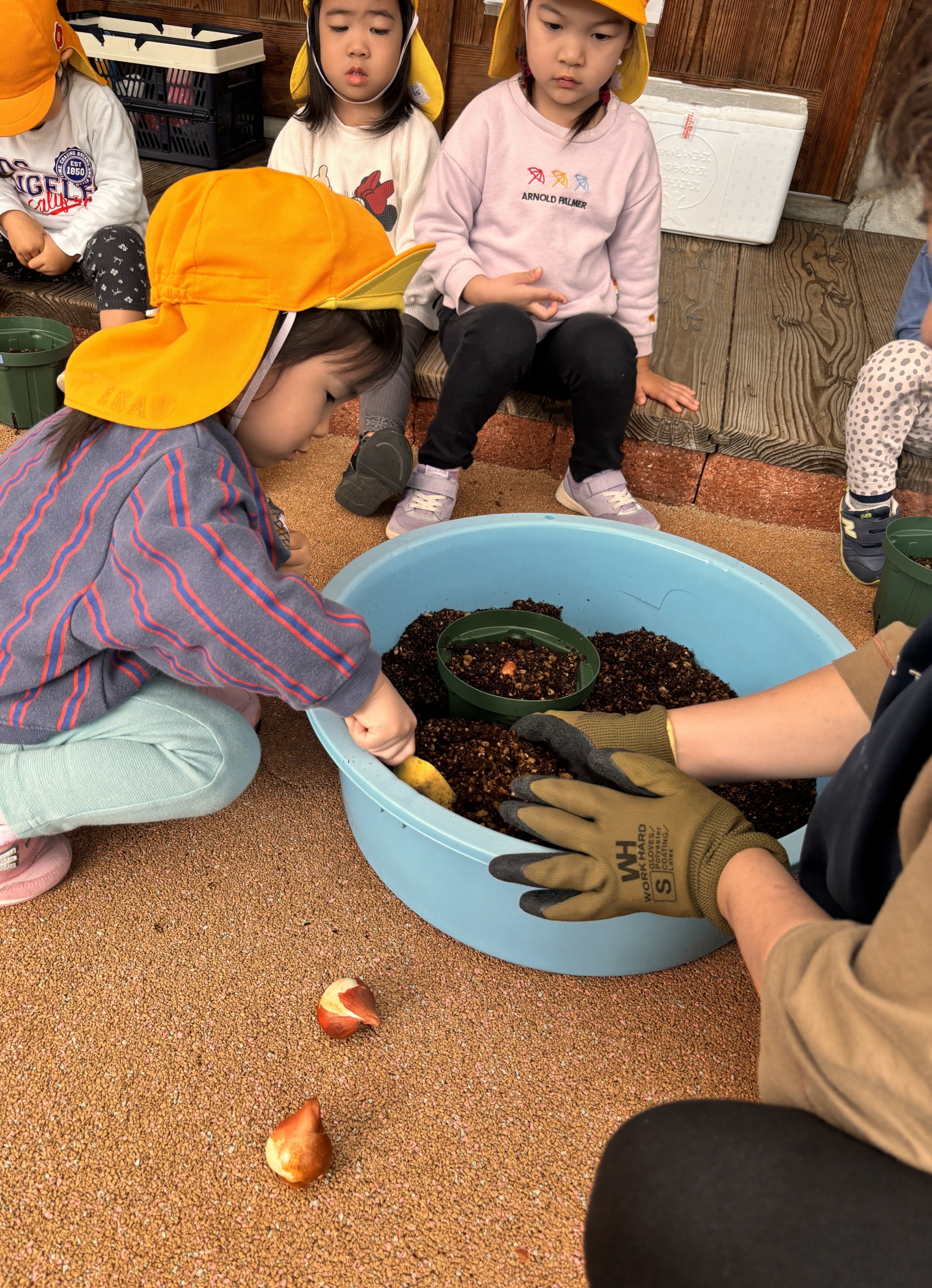 チューリップの球根に優しく土をかけます