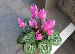 シクラメン②