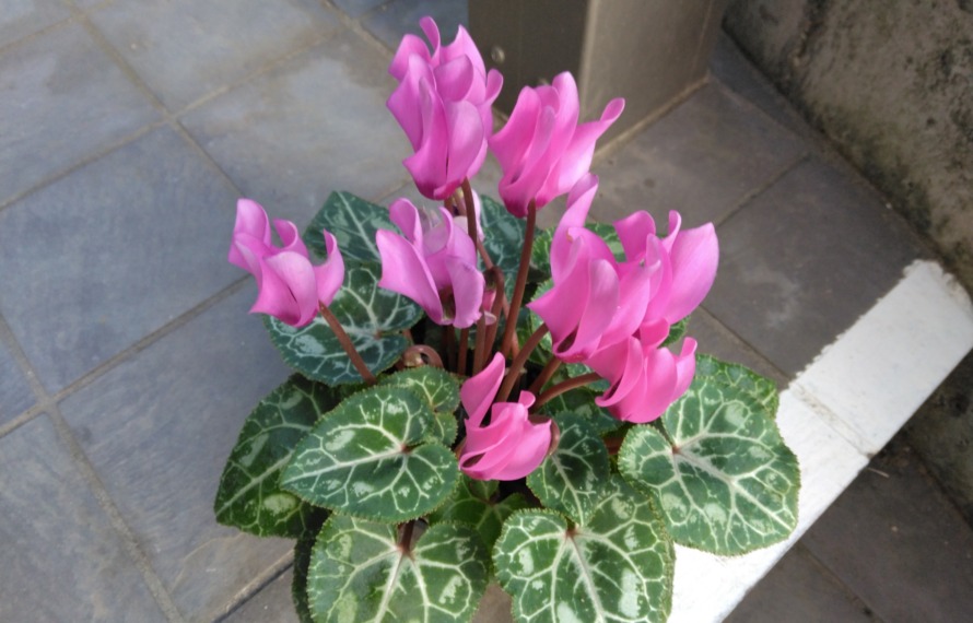 シクラメン②