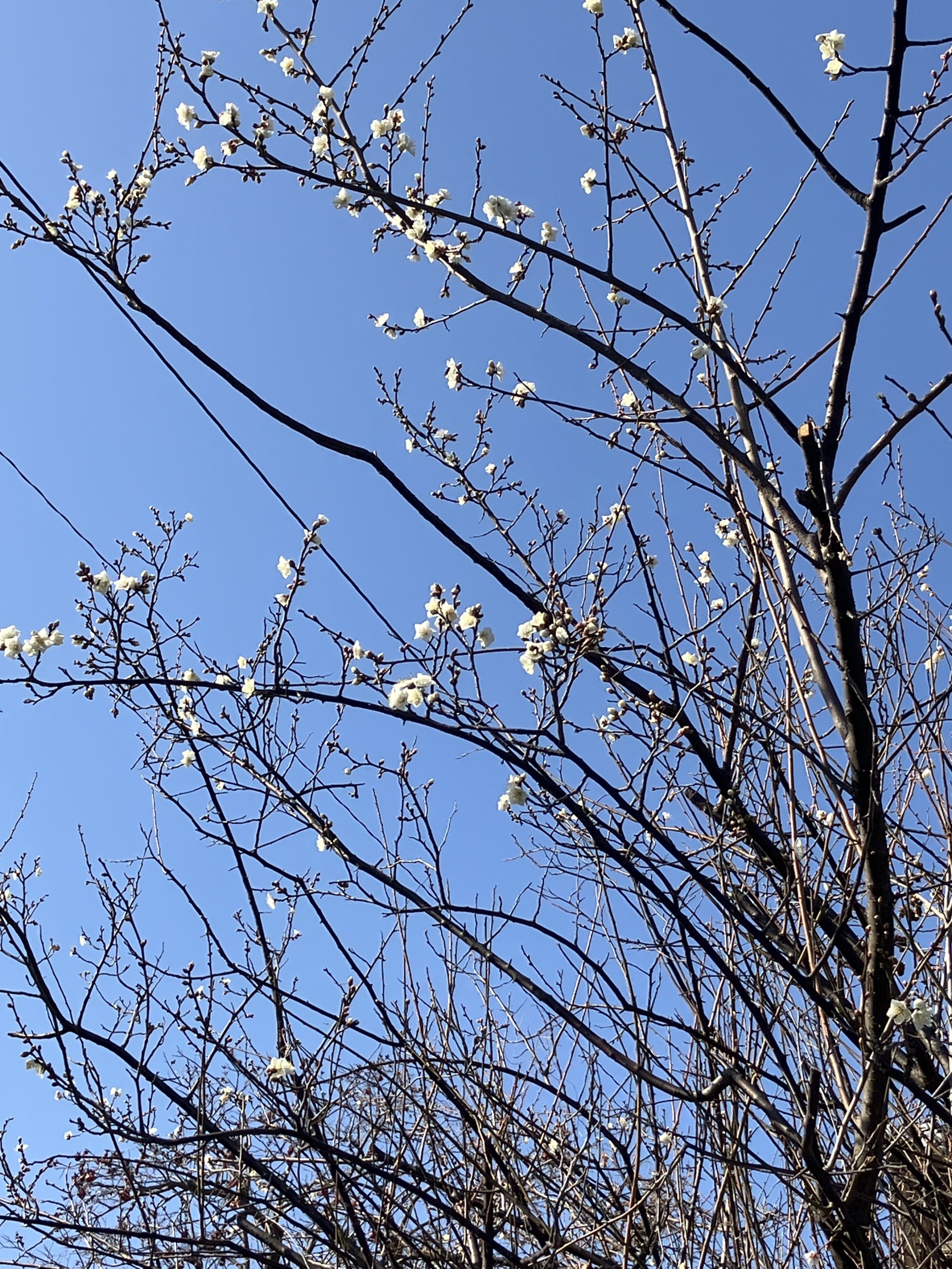 利用者様のお宅のお庭の木に梅の花が咲いている
