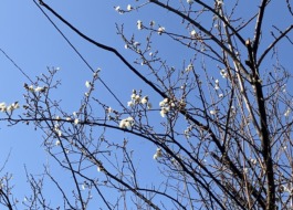 利用者様のお宅のお庭の木に梅の花が咲いている