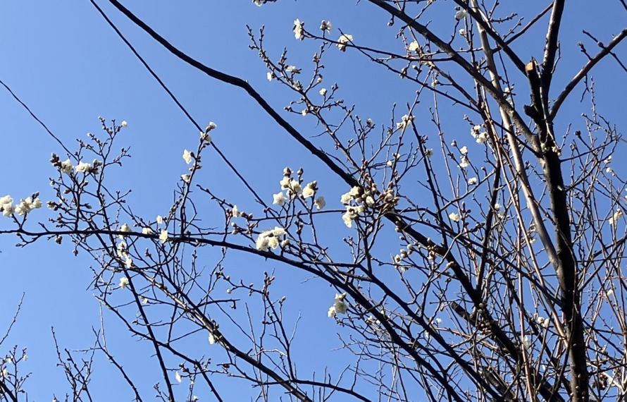 利用者様のお宅のお庭の木に梅の花が咲いている