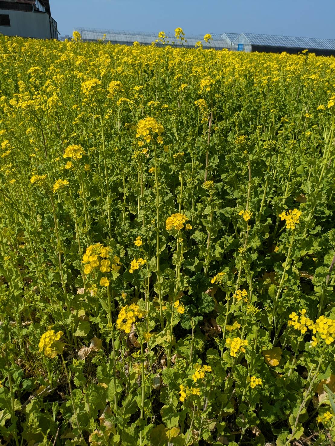 一面に広がる菜の花