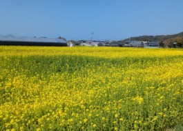 一面に菜の花畑が広がっている