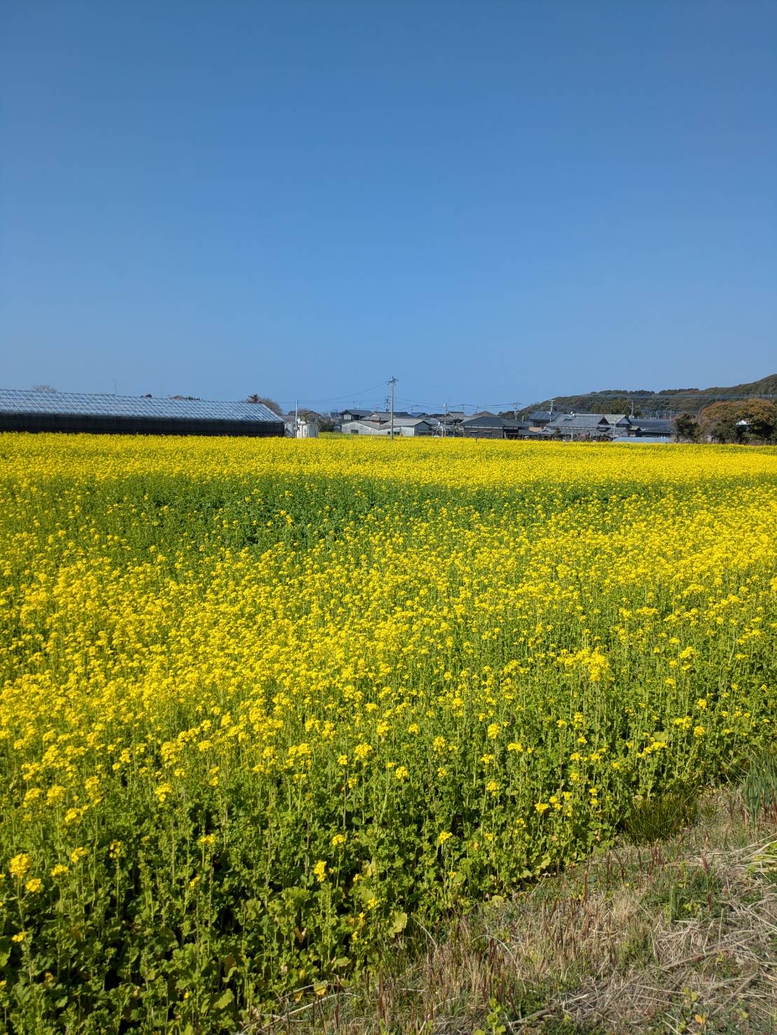 一面に菜の花畑が広がっている