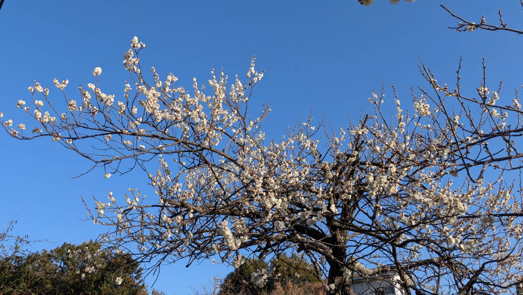 利用者様のお宅で満開の梅の花