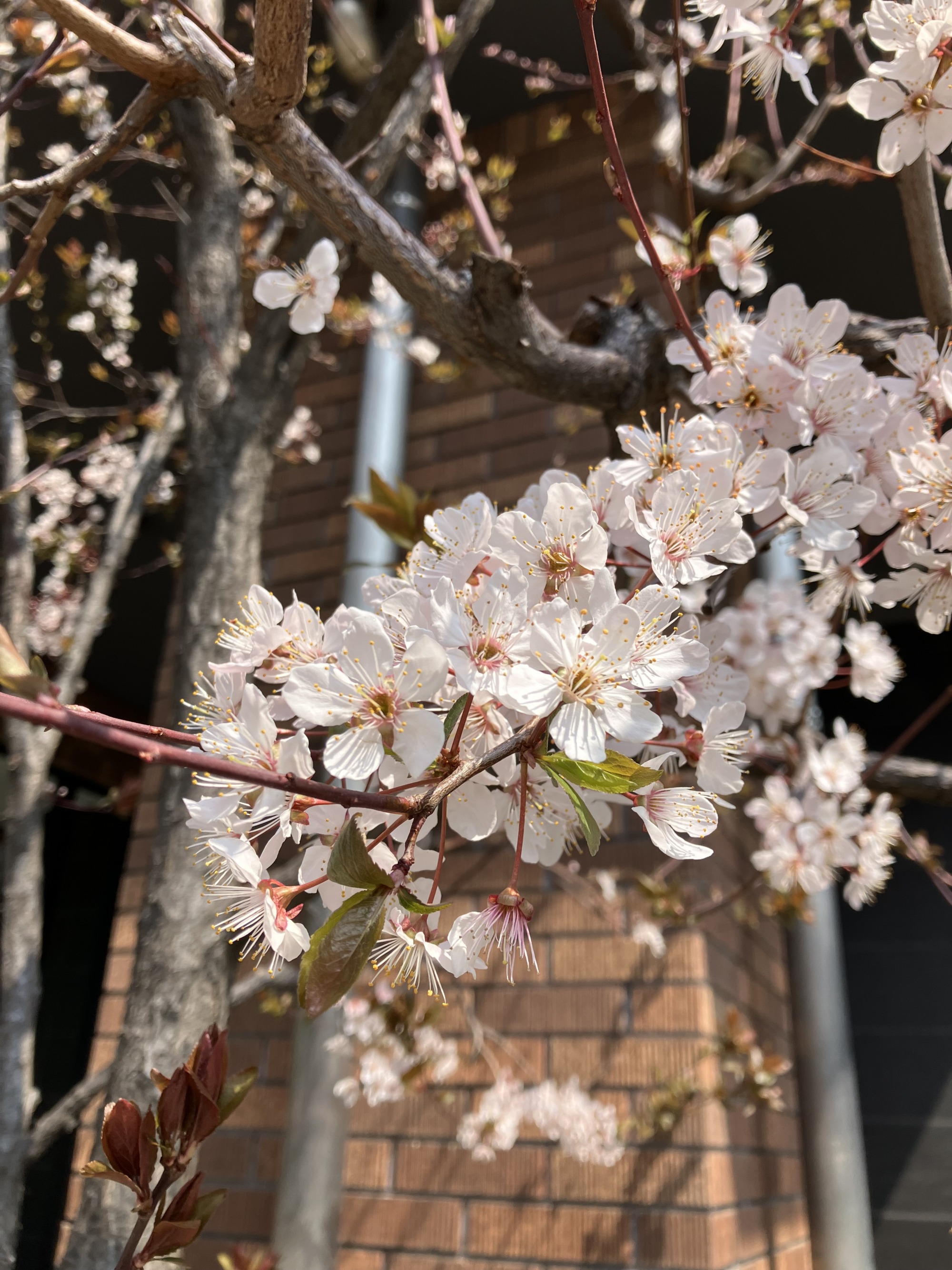 桜に似た花、ベニバスモモが咲いている写真