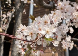 桜に似た花、ベニバスモモが咲いている写真