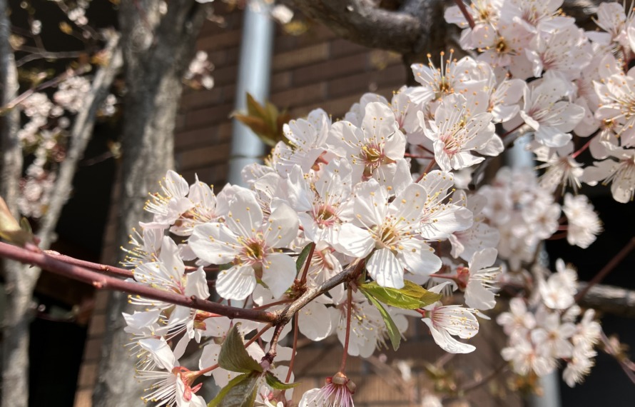 桜に似た花、ベニバスモモが咲いている写真