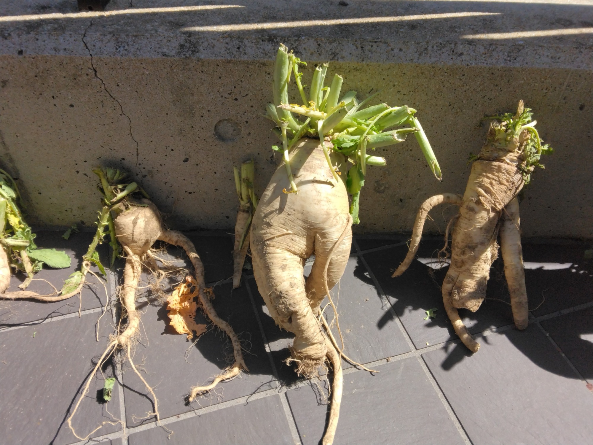 大根4