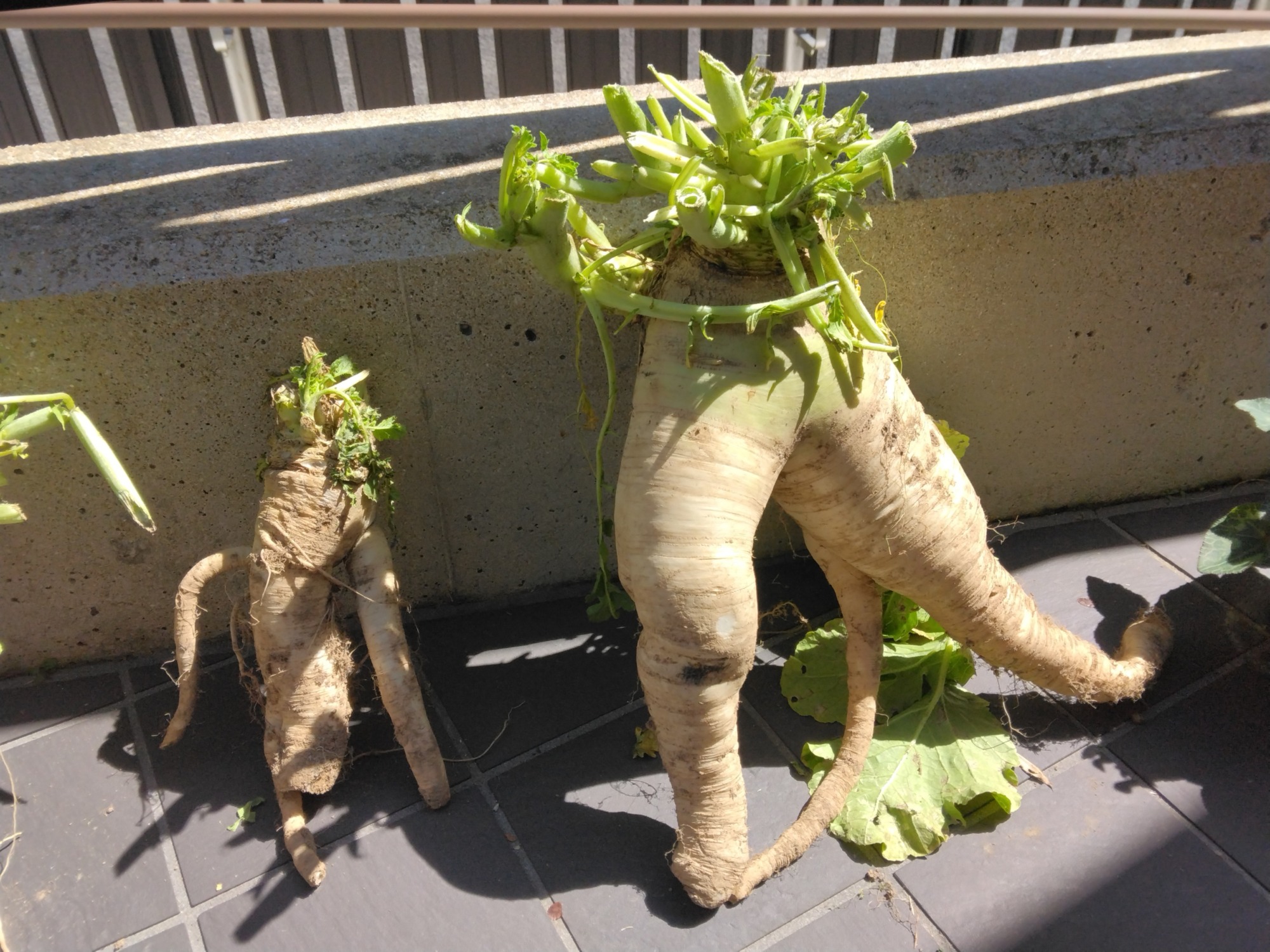 大根2