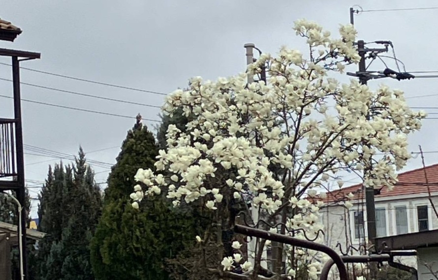 白い花が咲いている白木蓮の木