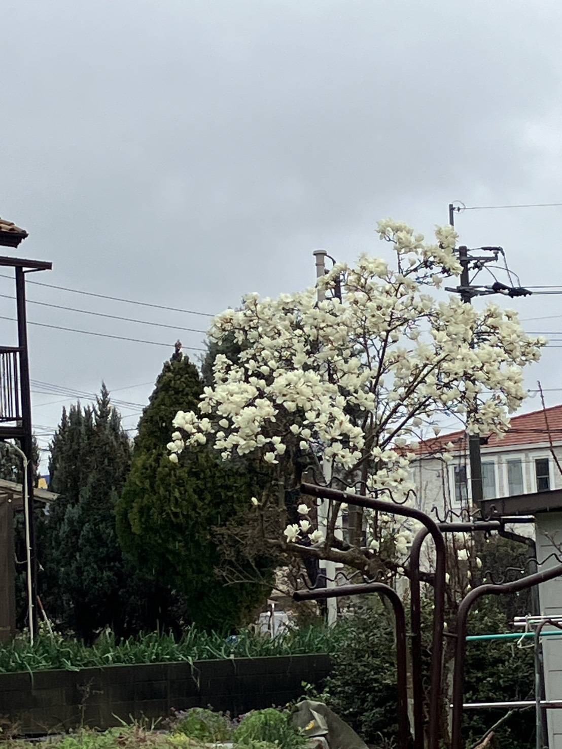 白い花が咲いている白木蓮の木