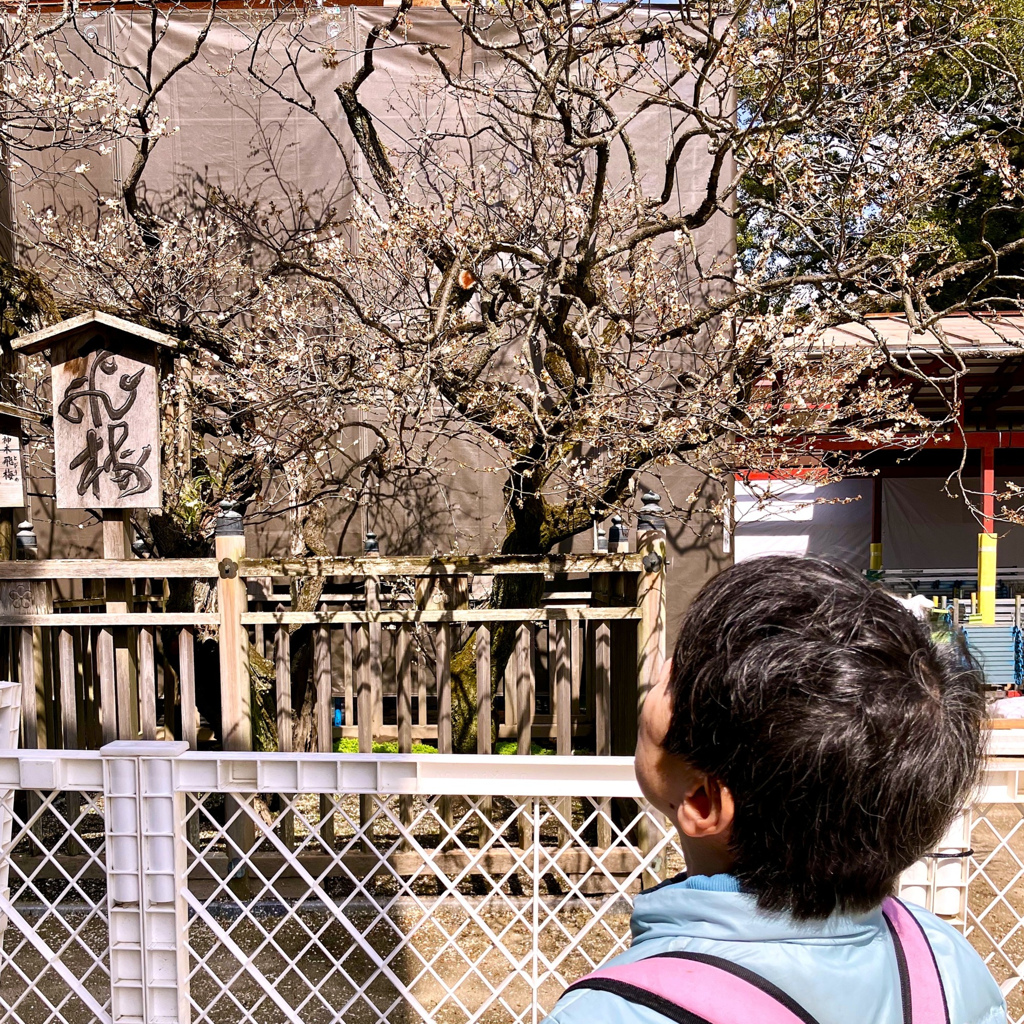 飛梅を見上げるご利用者
