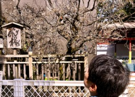 飛梅を見上げるご利用者