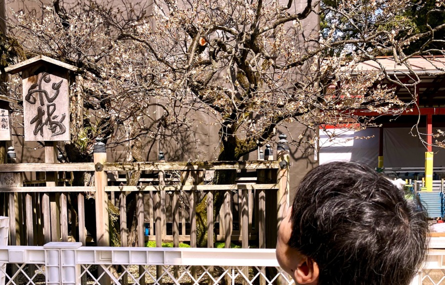 飛梅を見上げるご利用者