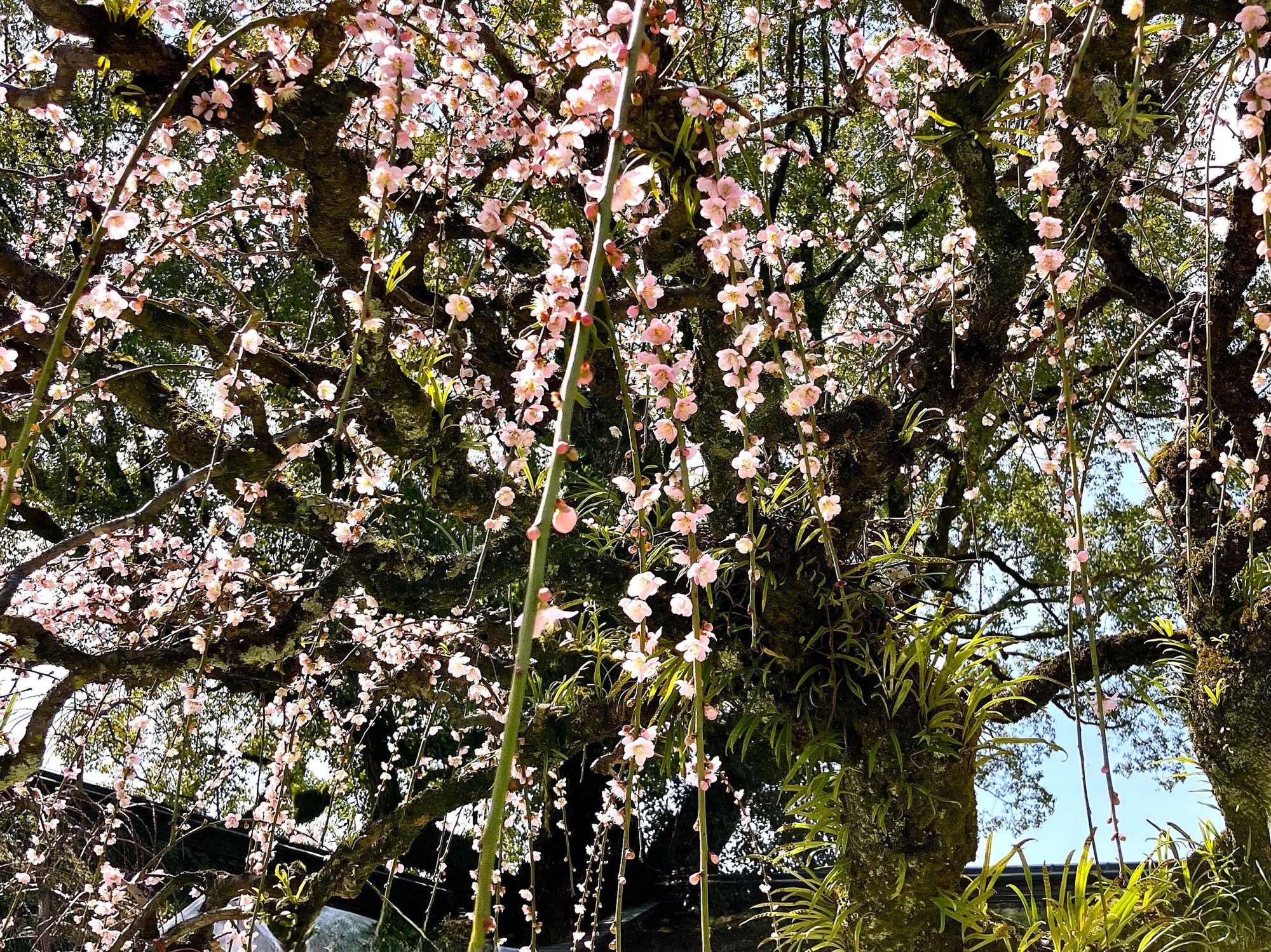 満開のしだれ梅