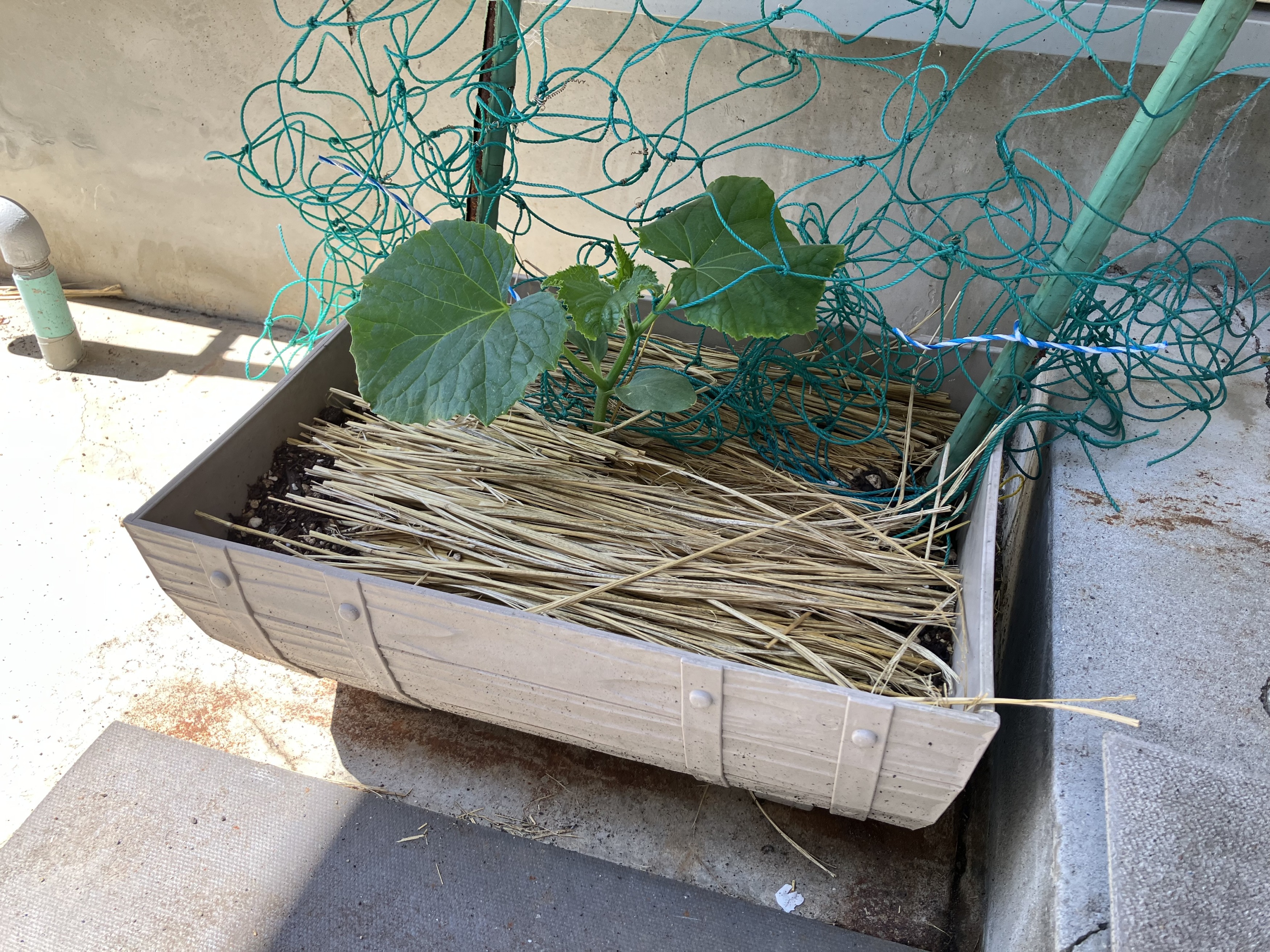 きゅうりの苗を植えました