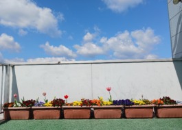 たんぽぽ、事務所のお花も春真っ盛りです。