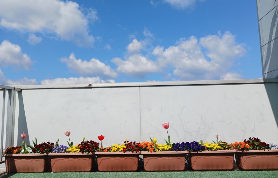 たんぽぽ、事務所のお花も春真っ盛りです。