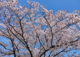 春は断然「桜」が主役