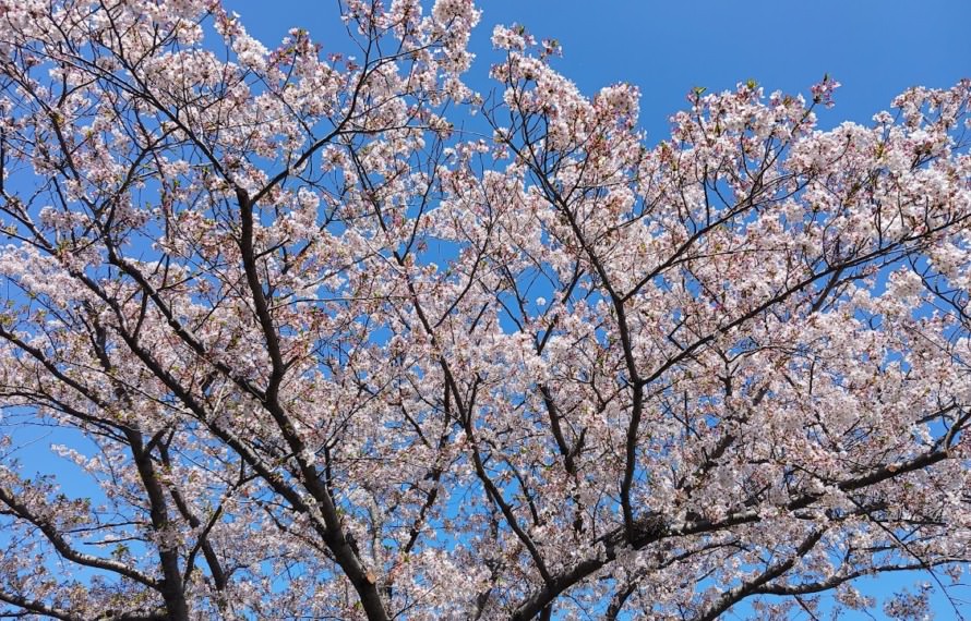 春は断然「桜」が主役