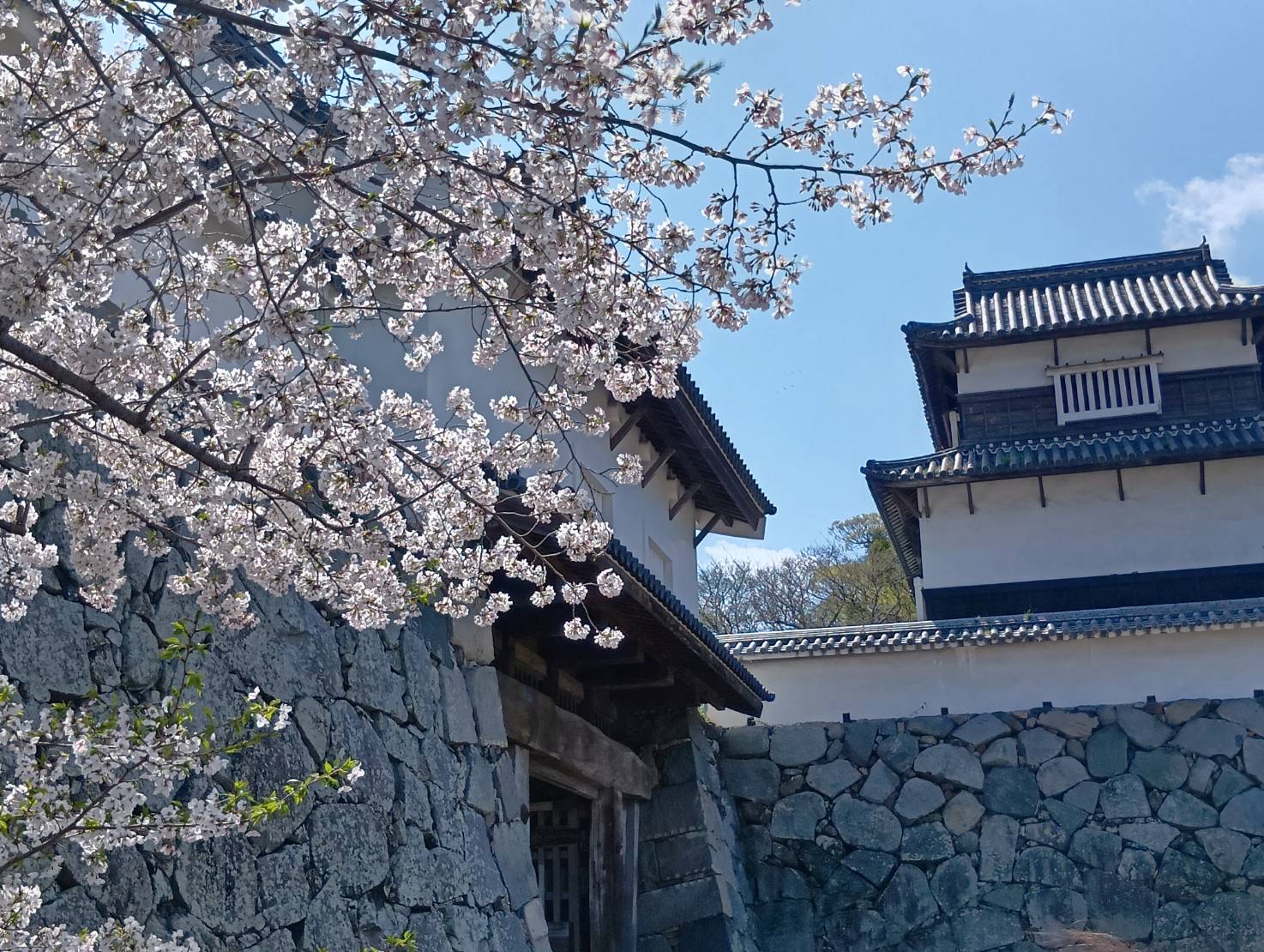 福岡城と桜の写真