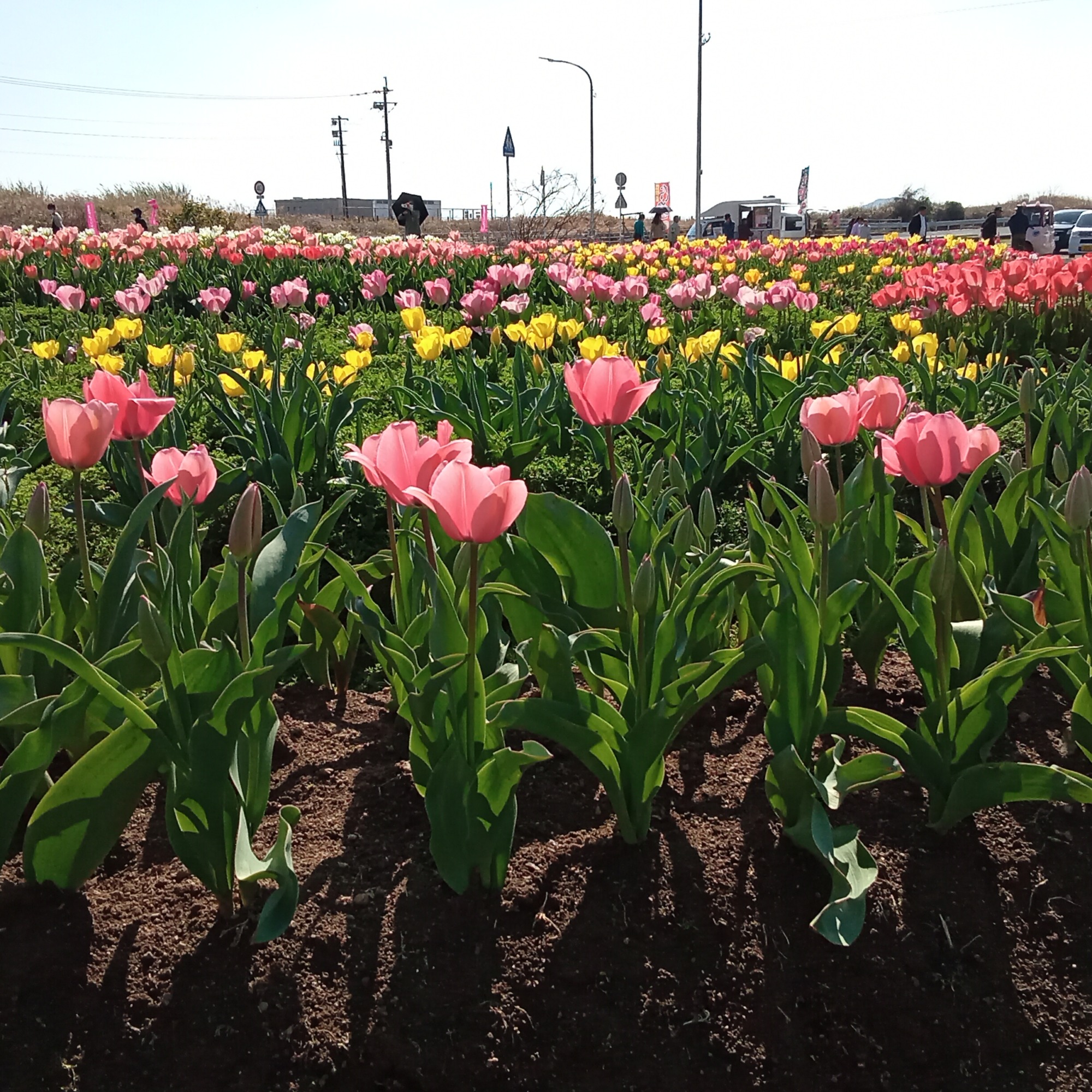 チューリップ祭り3