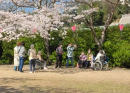 桜見学3