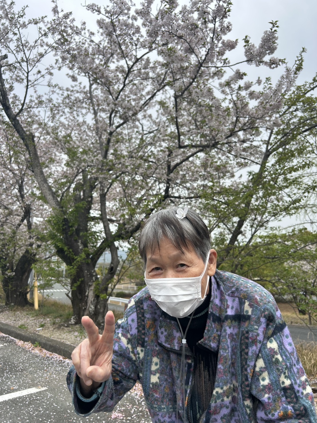 笑顔で桜と写る女性高齢者