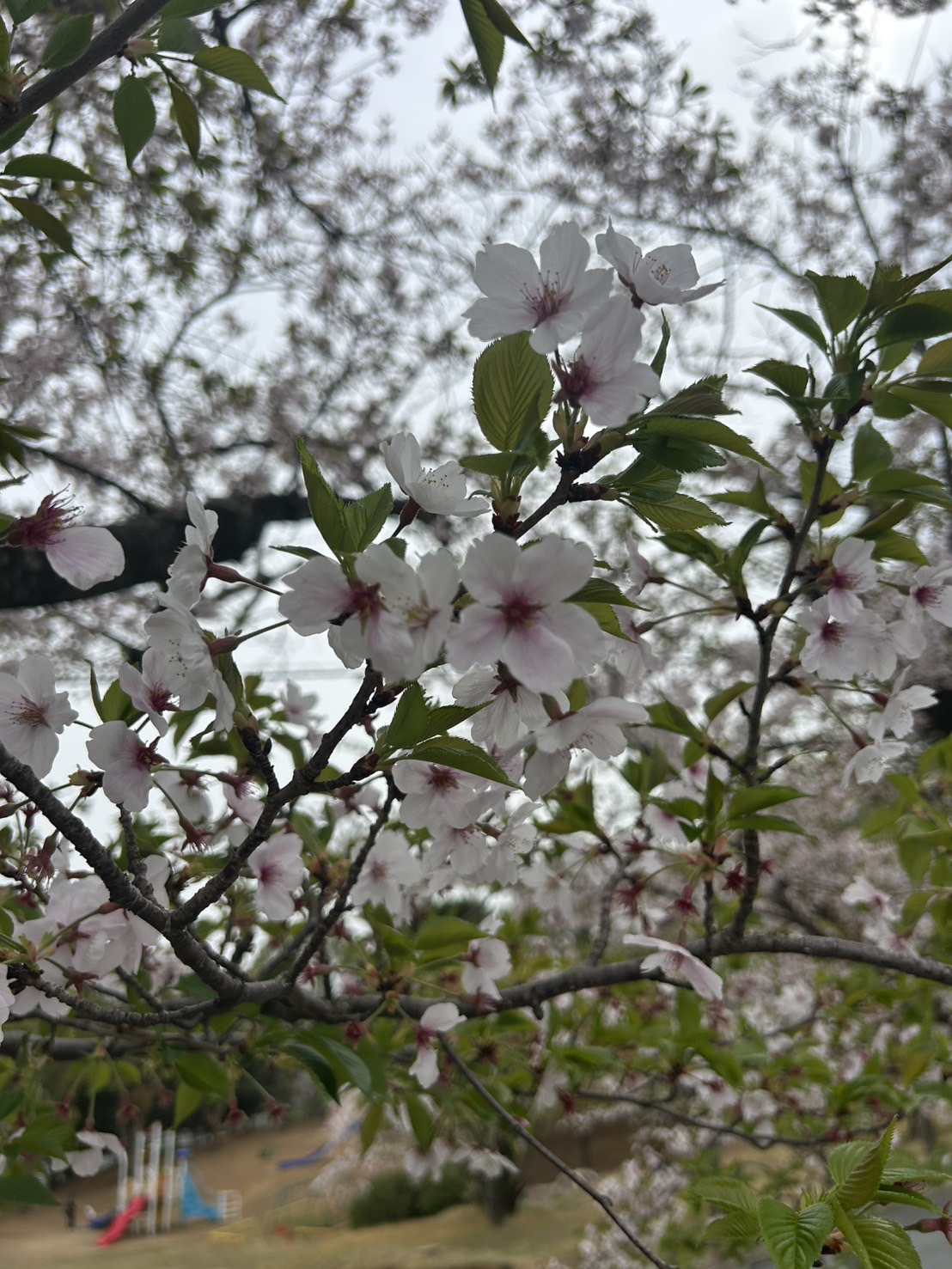 桜のアップ写真