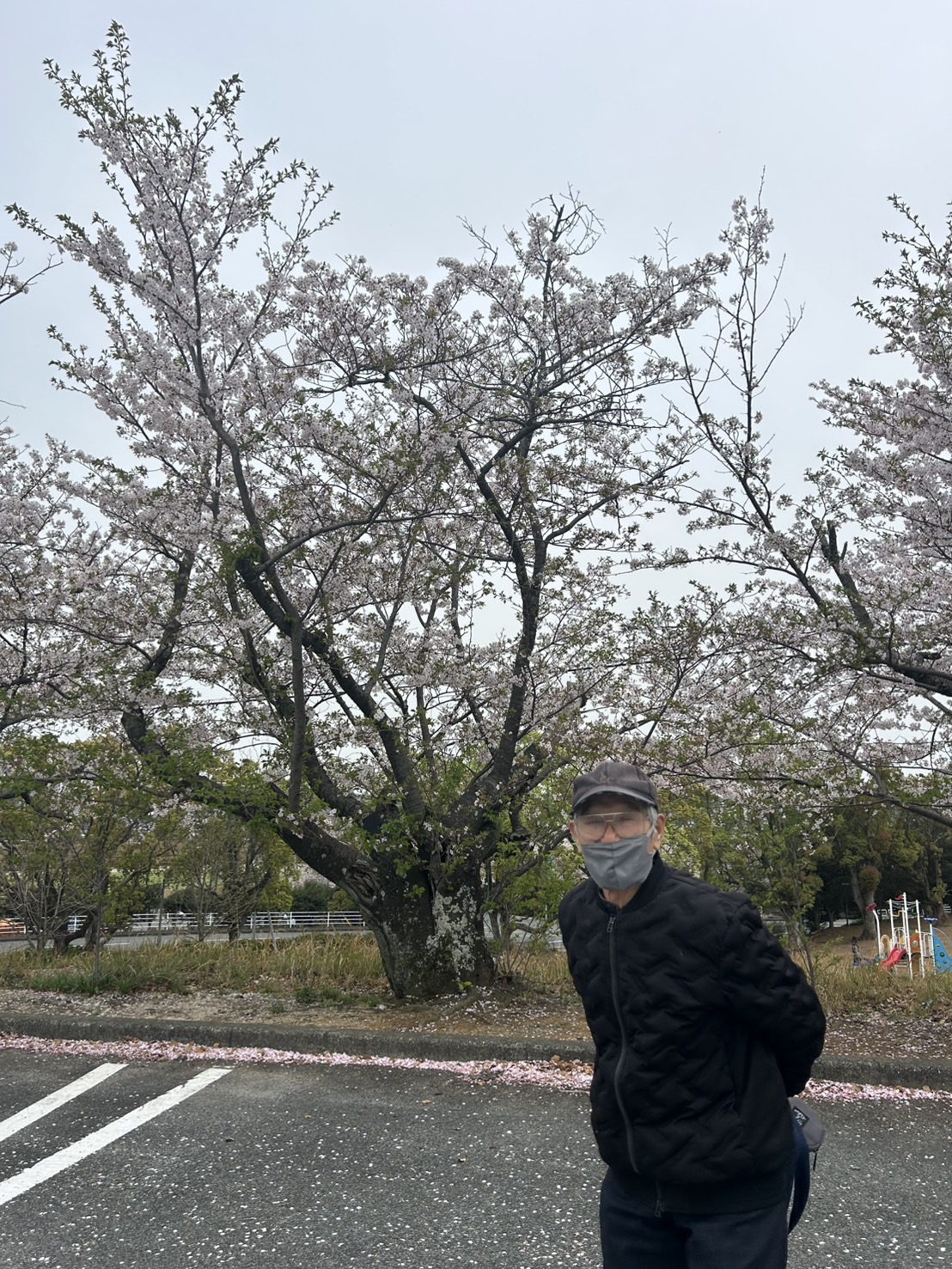 桜と写る男性高齢者