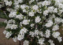 利用者様のお庭に利休梅が咲いている