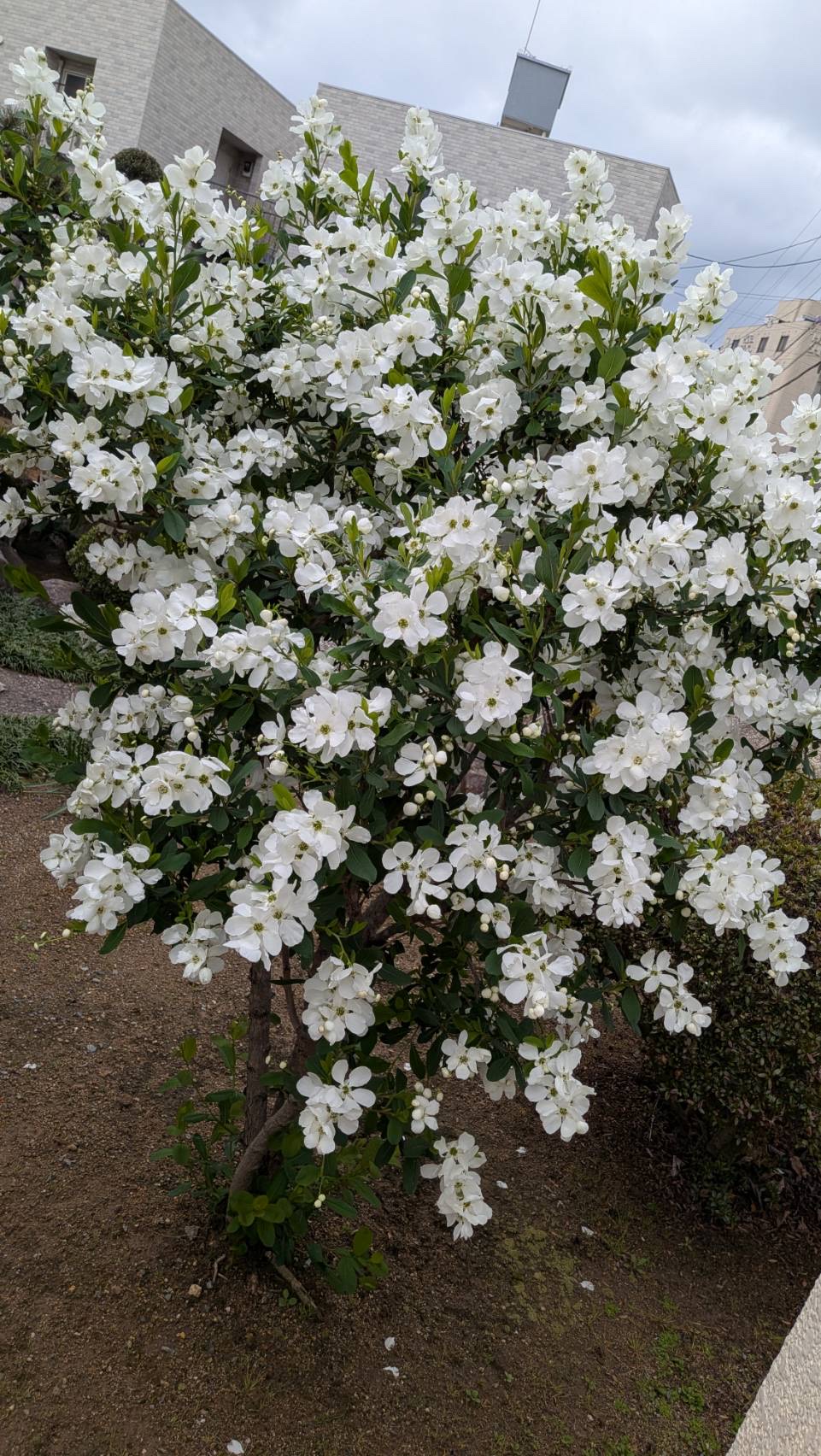 利用者様のお庭に利休梅が咲いている