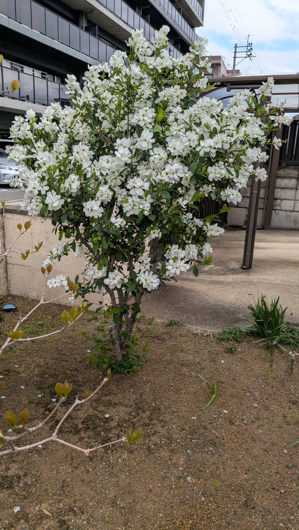 利用者様のお庭に利休梅が咲いている