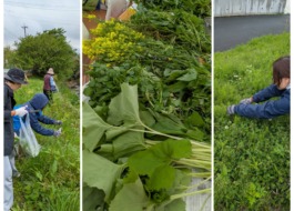 野草を摘んでいるところ