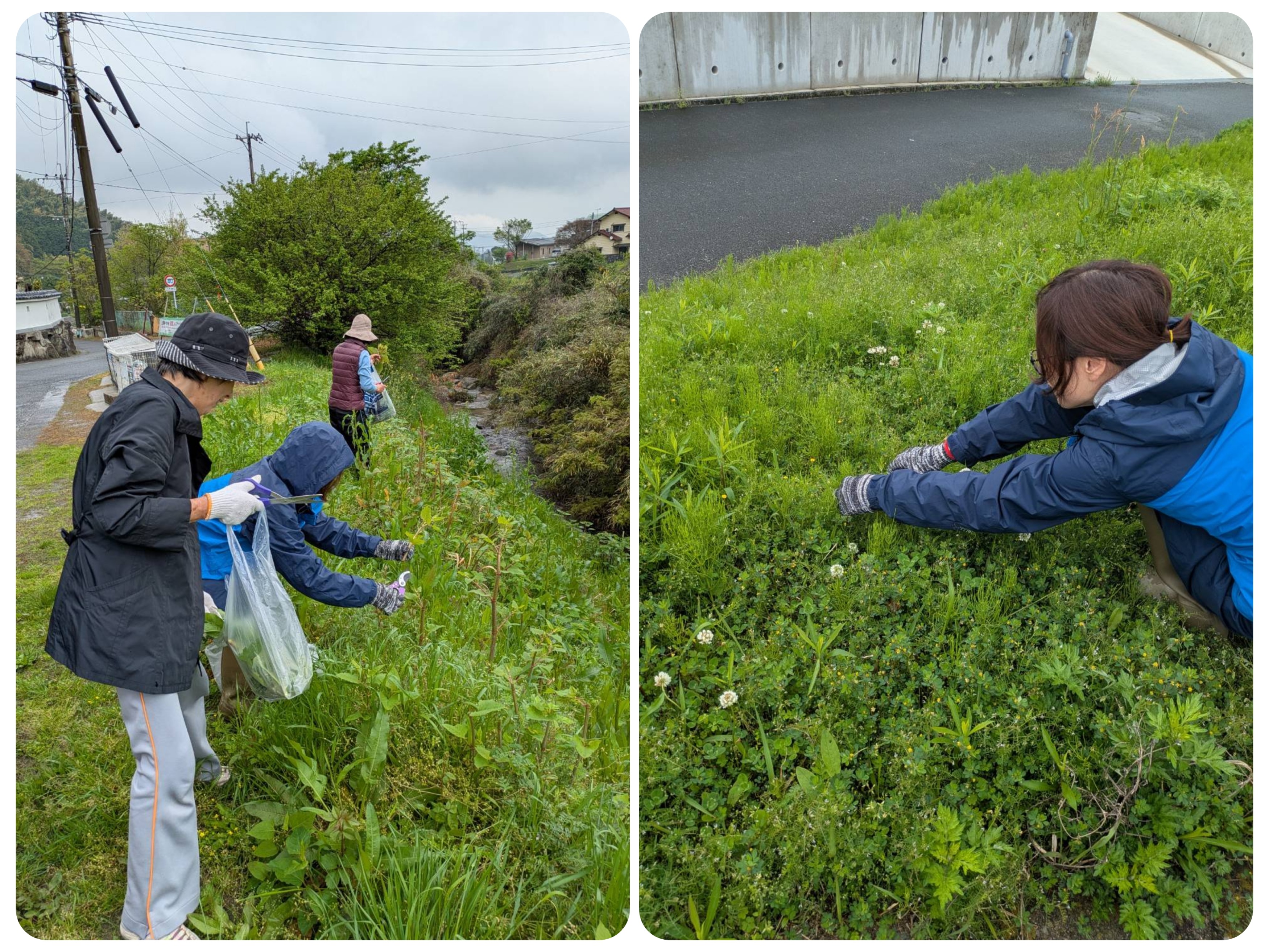 野草を摘んでいるところ