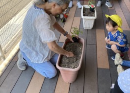 夏野菜の苗植え14枚