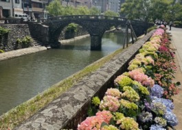川沿いのあじさい
