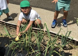玉ねぎを収穫する子ども