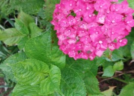 利用者様のお庭に咲いているピンクの紫陽花