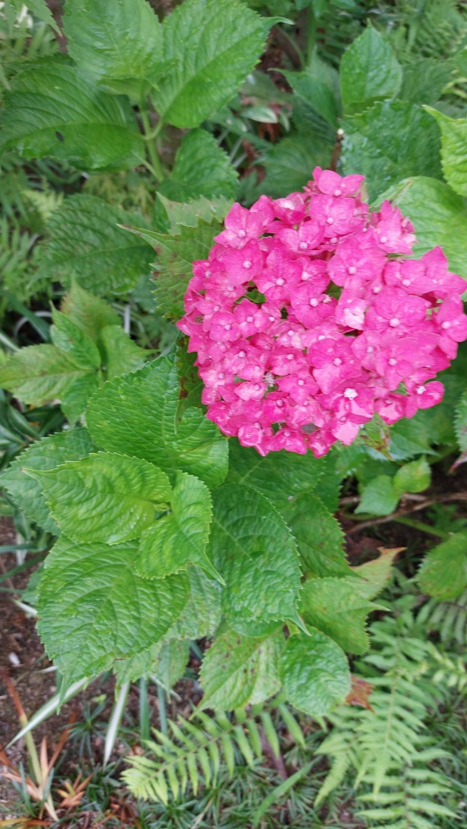 利用者様のお庭に咲いているピンクの紫陽花