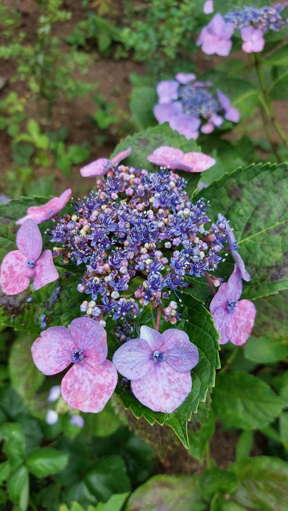 利用者様のお庭に咲いている紫の紫陽花