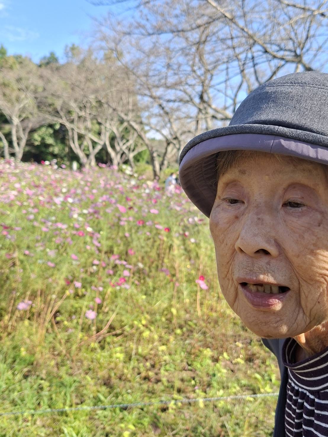 コスモス畑と利用者様